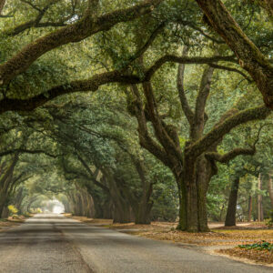 <div class="wcmp-player-container product-1498"><audio controlslist="nodownload" data-product="1498"  volume="1" id="1498" preload="none" data-lazyloading="none" class="wcmp-player track mejs-classic" data-duration="3:57"><source src="https://strokehouse.com/wp-content/uploads/wcmp/7b349acaf67ff3155dac00e12f106cb7.mp3" type="audio/mp3" /></audio></div>Coming Home - Full Version