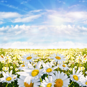 <div class="wcmp-player-container product-1636"><audio controlslist="nodownload" data-product="1636"  volume="1" id="1636" preload="none" data-lazyloading="auto" class="wcmp-player track mejs-classic" data-duration="2:33"><source src="https://strokehouse.com/wp-content/uploads/wcmp/fa7172c3777f55863be61f37a980770b.mp3" type="audio/mp3" /></audio></div>She Ascends - Full Version