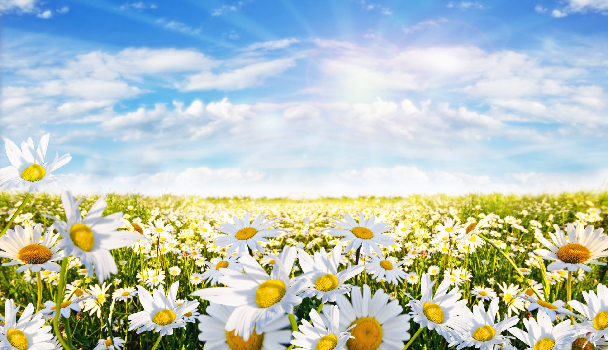 <div class="wcmp-player-container product-1636"><audio controlslist="nodownload" data-product="1636"  volume="1" id="1636" preload="none" data-lazyloading="auto" class="wcmp-player track mejs-classic" data-duration="2:33"><source src="https://strokehouse.com/wp-content/uploads/wcmp/fa7172c3777f55863be61f37a980770b.mp3" type="audio/mp3" /></audio></div>She Ascends - Full Version